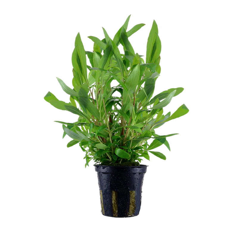 Siamensis .jpg